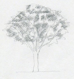 رسم شجرة فى 4 خطوات يلا نرسم Let S Draw
