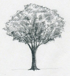 تعليم رسم شجرة للاطفال